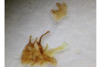 Cilix glaucata