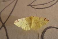 Opisthograptis luteolata