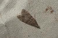 Eudonia mercurella