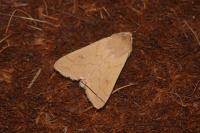 Mythimna vitellina