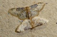 Idaea filicata
