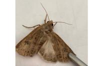 Agrotis bigramma