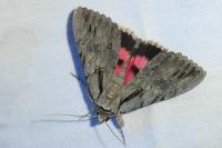 Catocala optata