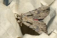 Catocala optata
