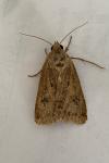 Agrotis bigramma