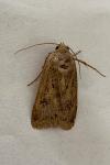 Agrotis bigramma