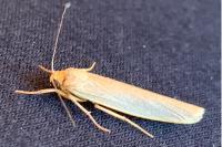 Manulea pseudocomplana