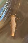 Manulea pseudocomplana