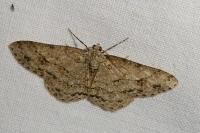 Ectropis crepuscularia