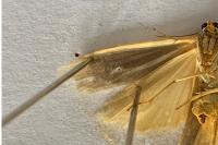 Manulea pseudocomplana