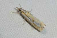 Catoptria pinella