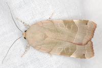 Noctua fimbriata/tirrenica
