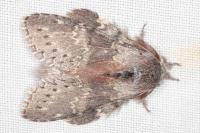 Stauropus fagi