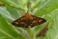 Pyrausta purpuralis