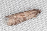 Ephestia woodiella