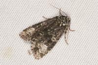 Craniophora ligustri