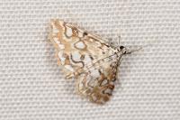 Elophila nymphaeata