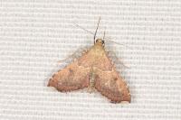 Endotricha flammealis