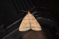Herminia grisealis