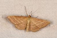 Idaea ochrata