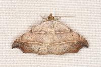 Laspeyria flexula