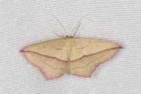 Timandra comae
