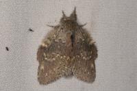 Stauropus fagi