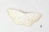 Scopula immutata