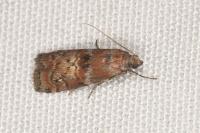 Phycita roborella