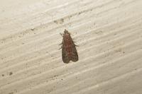 Ephestia woodiella