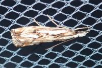 Catoptria falsella