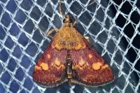 Pyrausta aurata