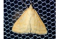 Sitochroa verticalis