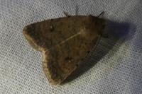 Caradrina flavirena