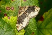 Xanthorhoe ferrugata