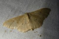 Idaea rubraria