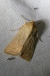 Mythimna vitellina