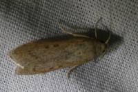 Lamoria anella