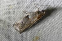 Acrobasis legatea