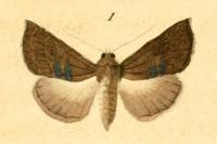 Atethmia ambusta