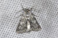 Acronicta megacephala