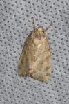 Cosmia trapezina