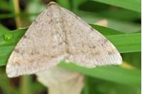 Macaria liturata