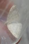 Perizoma albulata