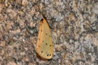 Setina irrorella irrorella