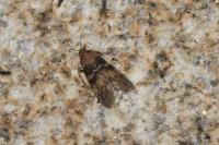 Euzophera pinguis
