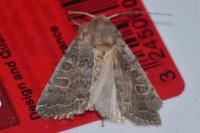 Hoplodrina ambigua