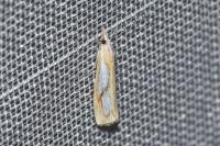 Catoptria pinella