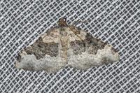 Epirrhoe galiata