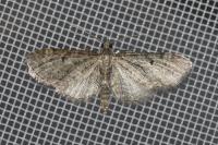 Eupithecia virgaureata